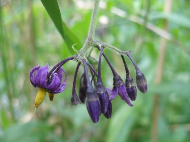 Morelle douce amère